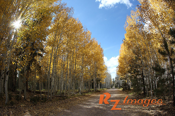 Fall Color-Kaibab National Forest.