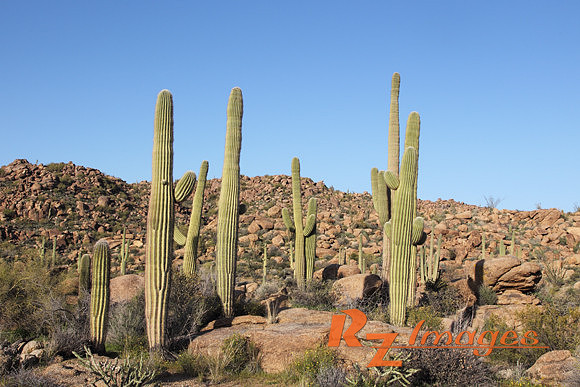 Desert Landscape With Saguaro Cactus. Tonto National Forest. Ari