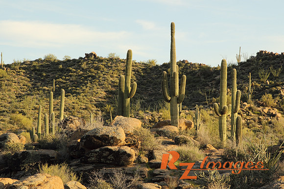 Desert Landscape With Saguaro Cactus. Tonto National Forest. Ari
