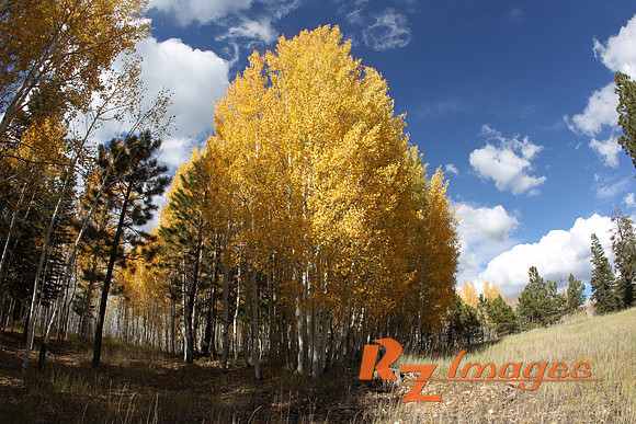 Fall Color-Kaibab National Forest.