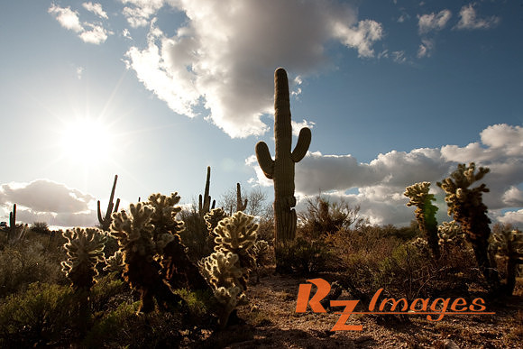 Desert Landscape With Saguaro Cactus. Tonto National Forest. Ari