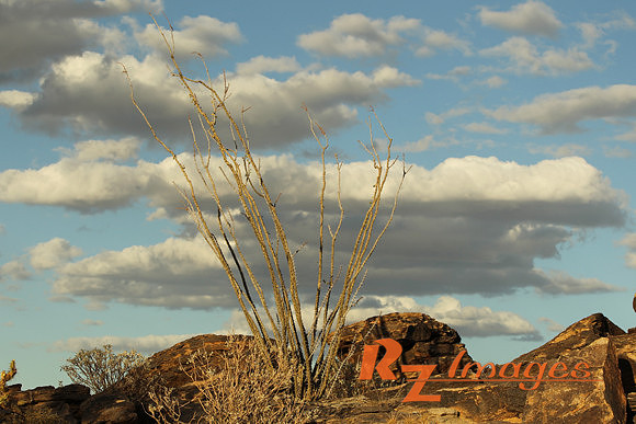 Desert Landscape. Tonto National Forest. Arizona.